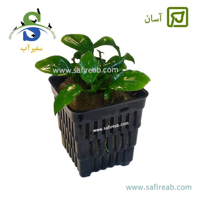 گیاه آنوبیاس بارتری نانا رینکل لیو سایز M