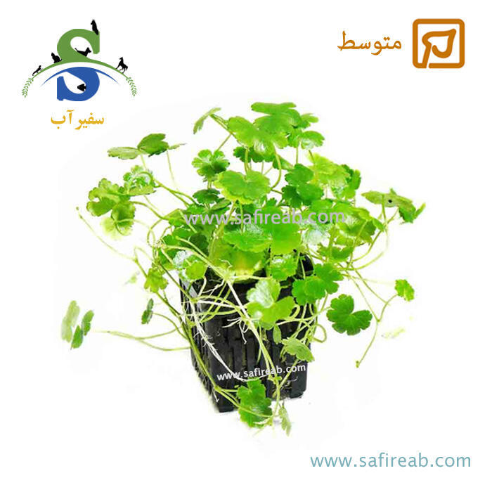 گیاه هیدروکوتایل سیبتور پایودس وریه گاتوس