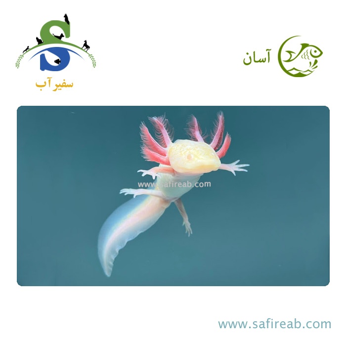 ماهی اکسولوتل آلبینو