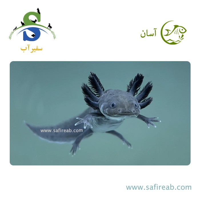 ماهی اکسولوتل مشکی
