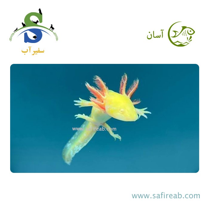 ماهی اکسولوتل طلایی