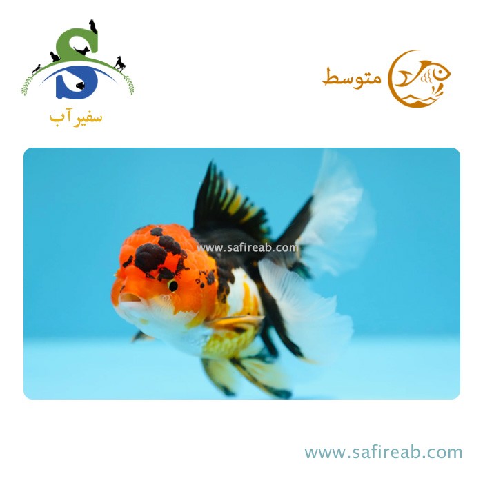 ماهی گلدفیش