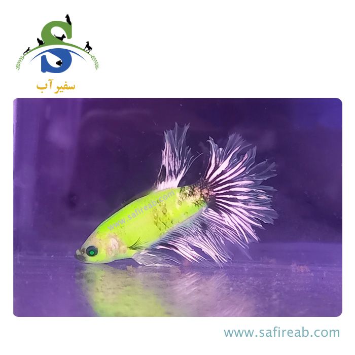 ماهی فایتر پلاکت هالک - Image 2