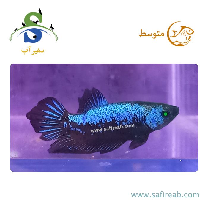 ماهی فایتر پلاکت هالک