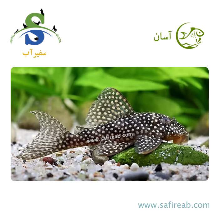 ماهی پلکو دمینی آنجلیکوس L136B