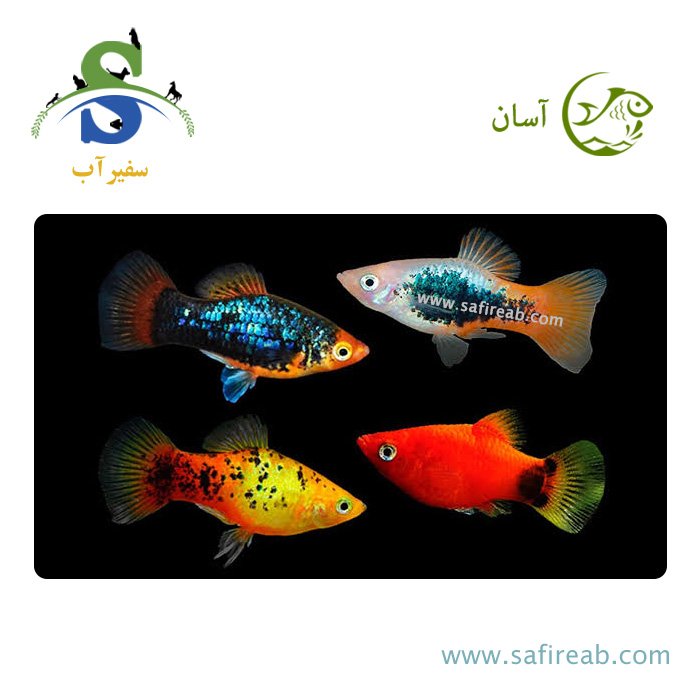 ماهی پلاتی میکس