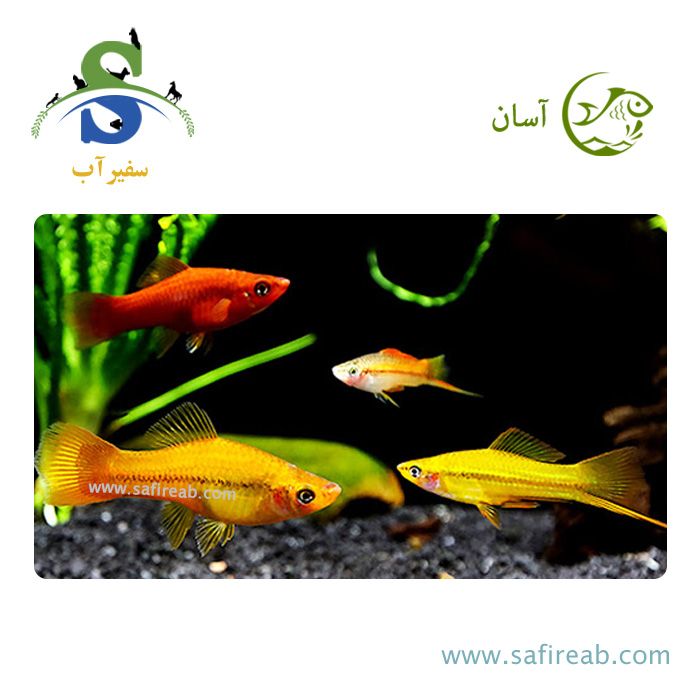 ماهی سواردتیل (دم شمشیری) میکس