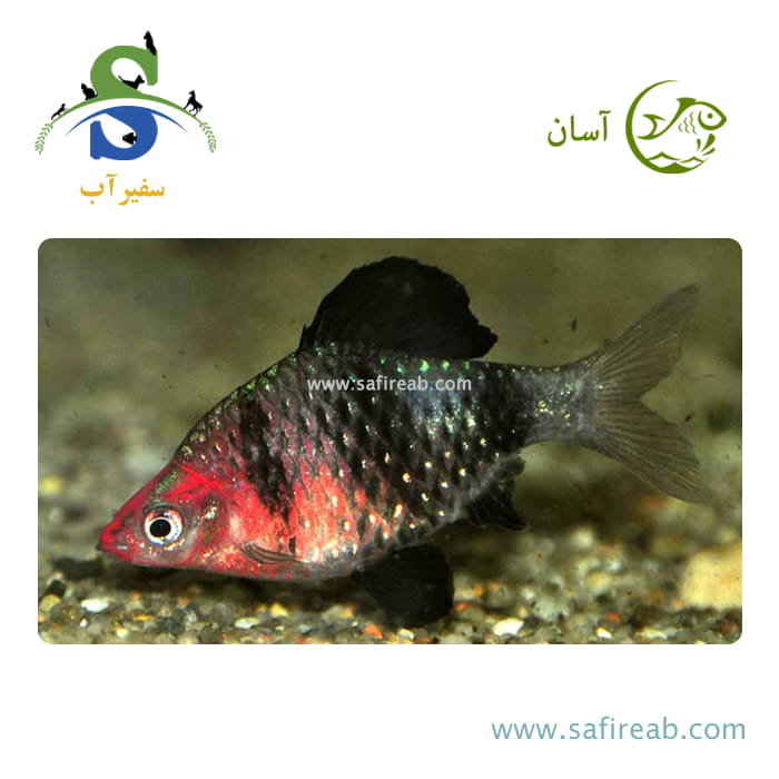 ماهی بارب بلک روبی