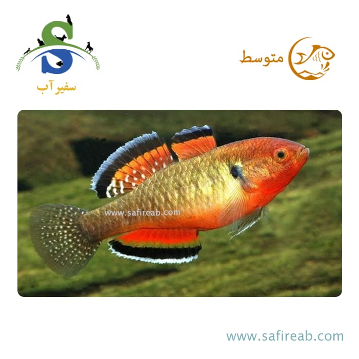 ماهی گابی امپراطور