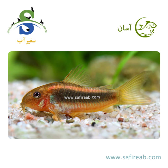 ماهی کوریدوراس گلد لیزر