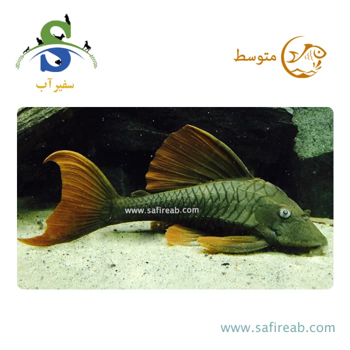 ماهی پلکو بلو آی ردفین L137