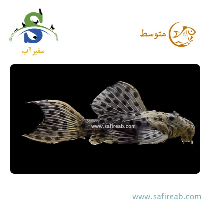 ماهی پلکو اسپاتد کاکتوس L96