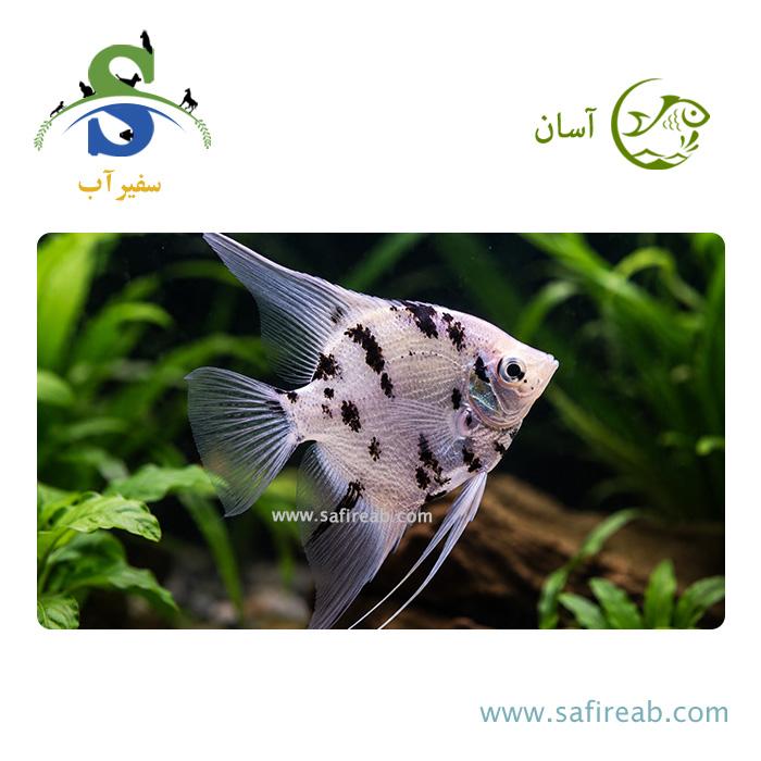 ماهی آنجل مرمری