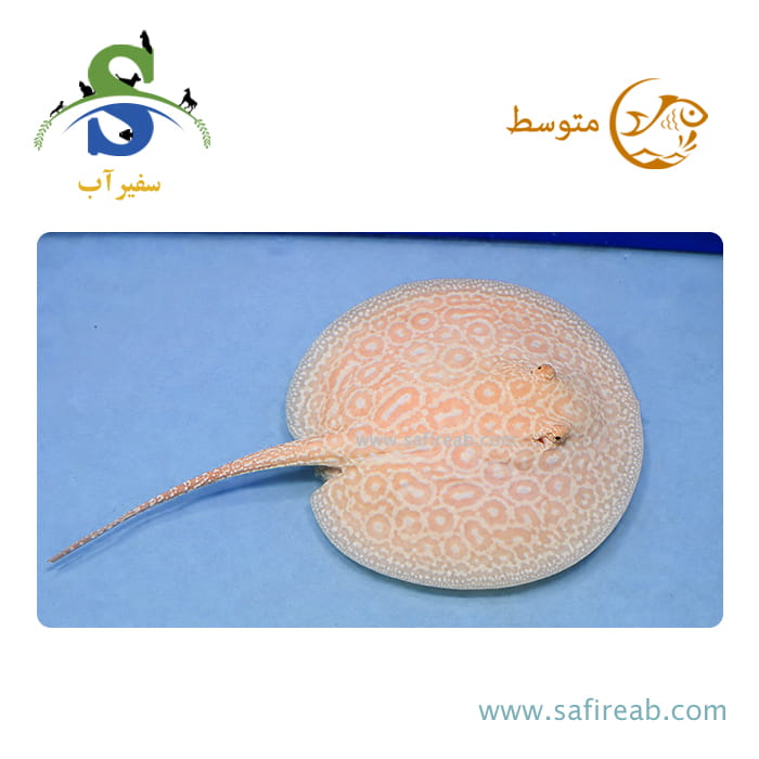 ماهی سفره پرل آلبینو