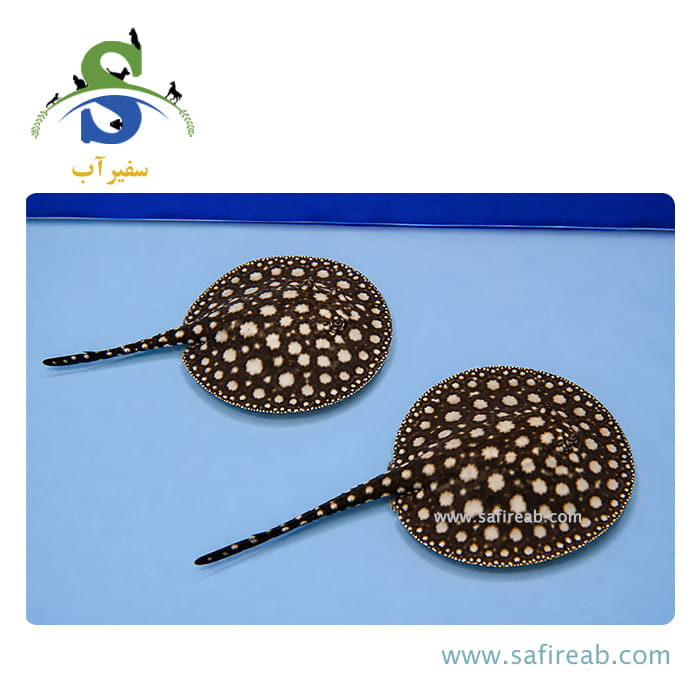 ماهی سفره بلک دایموند - Image 2