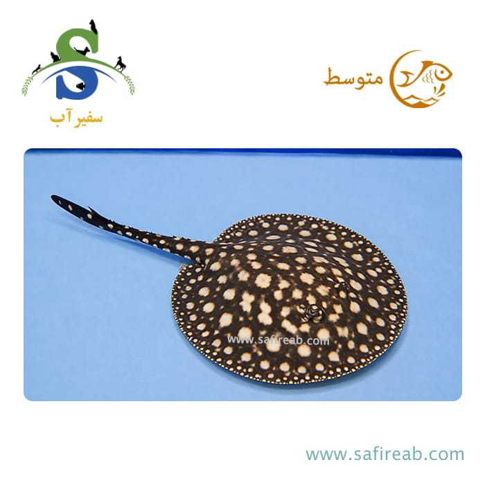 ماهی سفره بلک دایموند