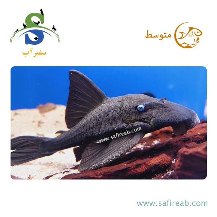 ماهی پلکو بلو آیز پانکیو