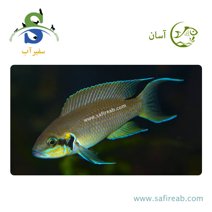 ماهی سیچلاید بریچاردی