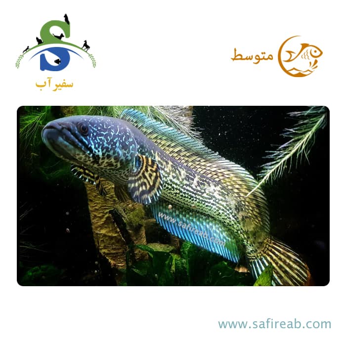 ماهی چانا (سر ماری) گلدن کبری های فین