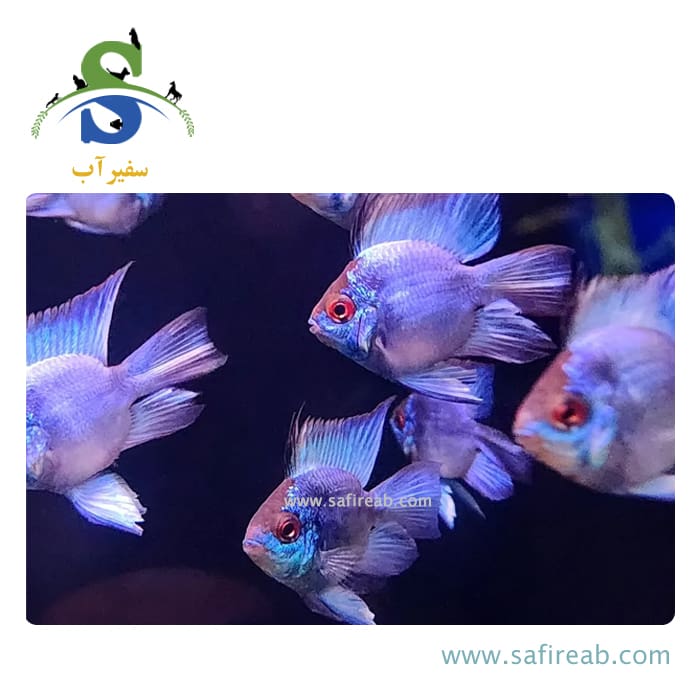 ماهی رامیزی بلو الکتریک بالن - Image 2