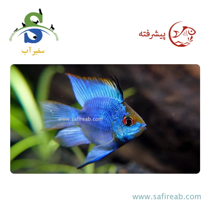 ماهی رامیزی بلو الکتریک بالن