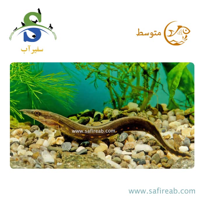 ماهی فایر ایل