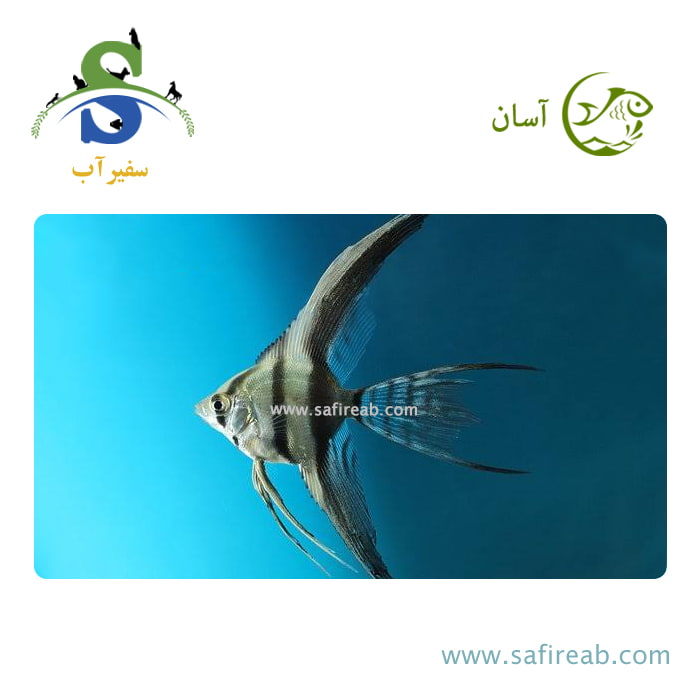 ماهی آنجل هالف بلک باله بلند