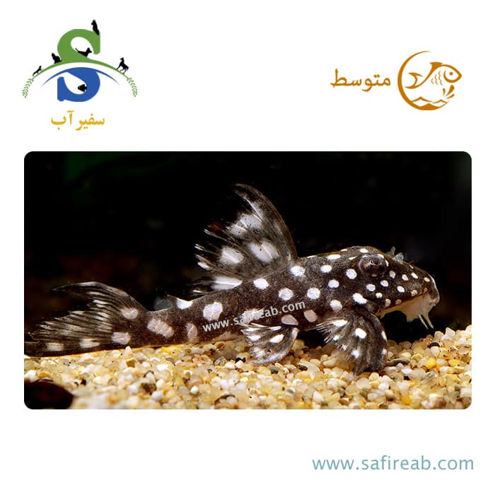 ماهی پلکو اسنوبال L102