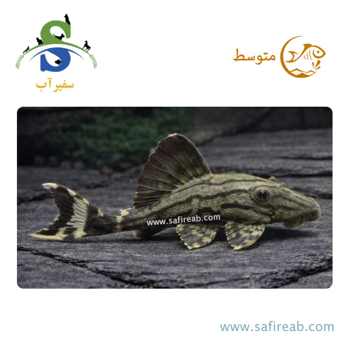 ماهی پلکو رویال دال آی L191