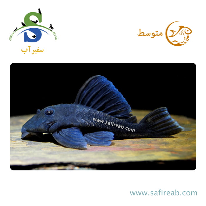 ماهی پلکو بلو پاناک L239