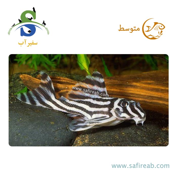 ماهی پلکو زبرا L46
