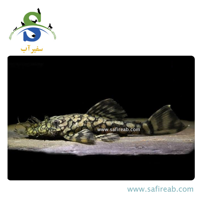 ماهی پلکو بریستلنوز L519 - Image 2