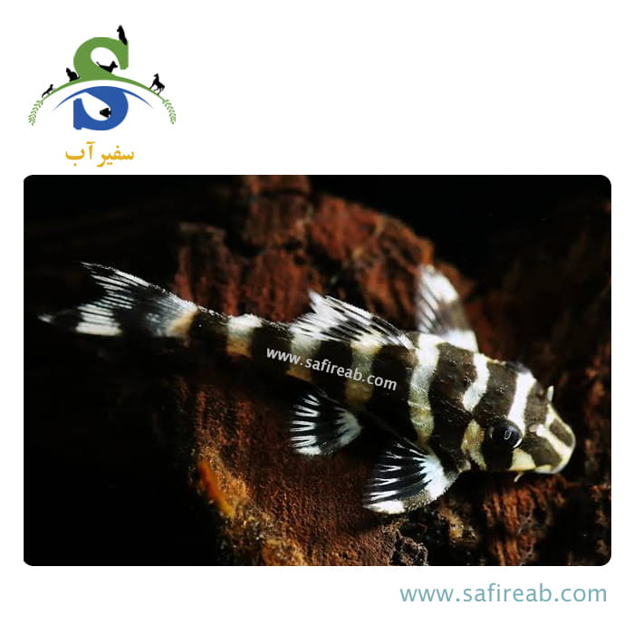 ماهی پلکو باترفلای L52 - Image 2