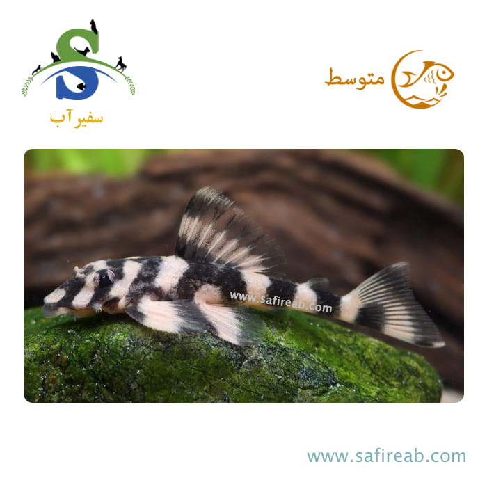 ماهی پلکو باترفلای L52