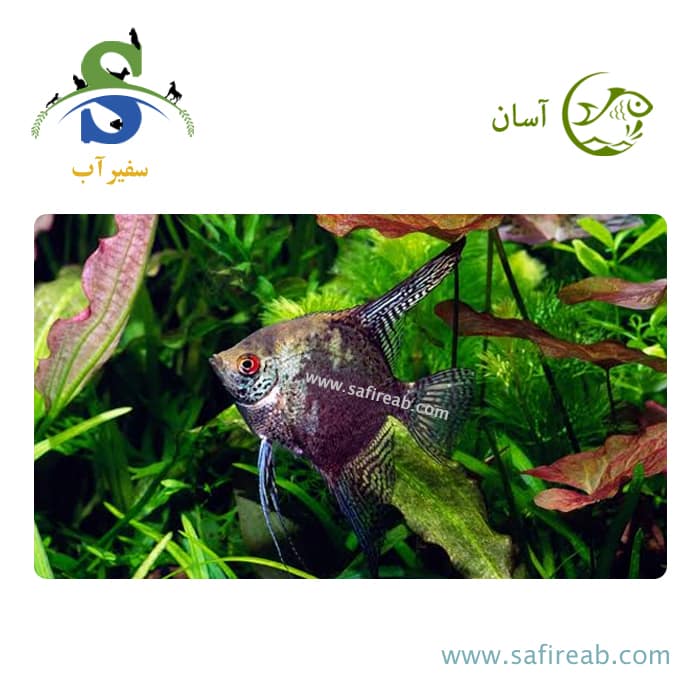 ماهی آنجل لئوپارد