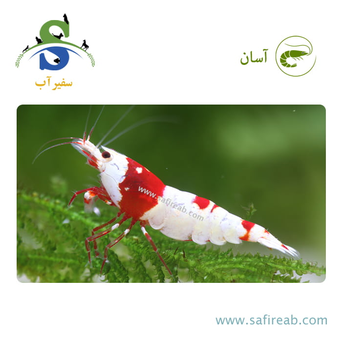 میگو PRL (پی آر ال) گرید AA