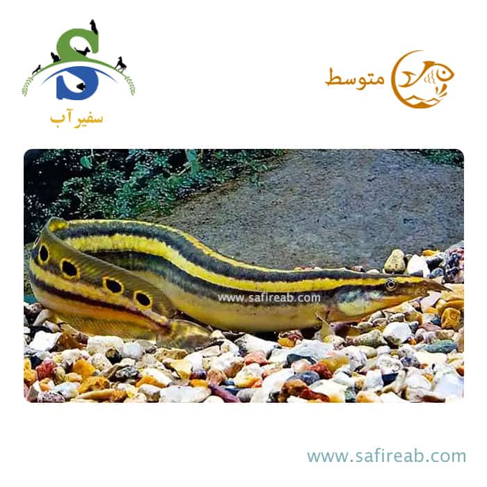 ماهی پیکاک ایل