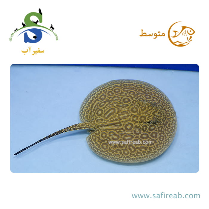 ماهی سفره پرل