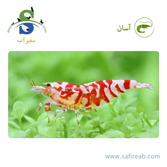 میگو رد فنسی تایگر گرید AA