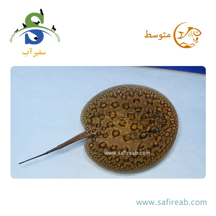 ماهی سفره ماربل رد اسپات
