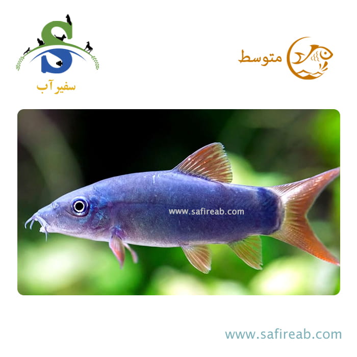 ماهی لوچ آبی دم قرمز