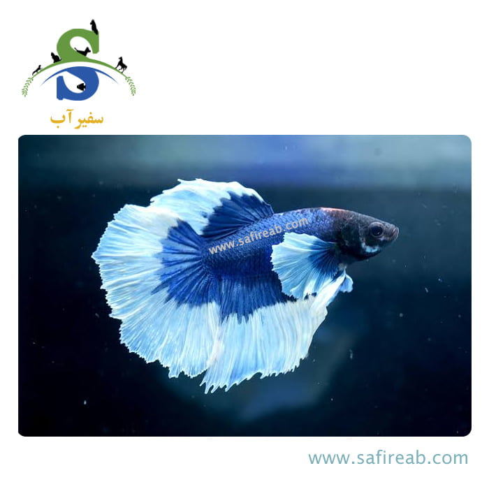 ماهی فایتر هافمون بیگ ایر تایلندی - Image 2