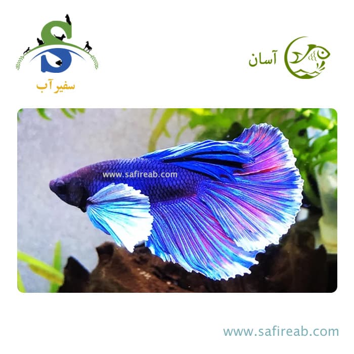ماهی فایتر هافمون بیگ ایر تایلندی