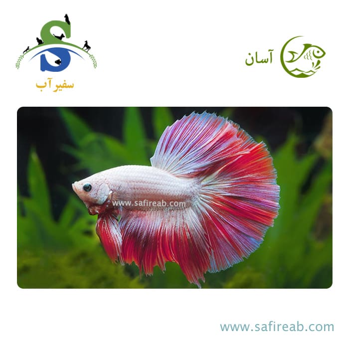 ماهی فایتر هافمون تایلندی