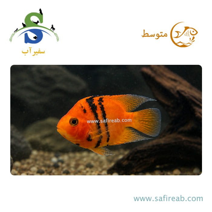 ماهی سیچلاید پرت آپاچی