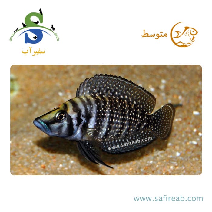 ماهی کالووس بلک