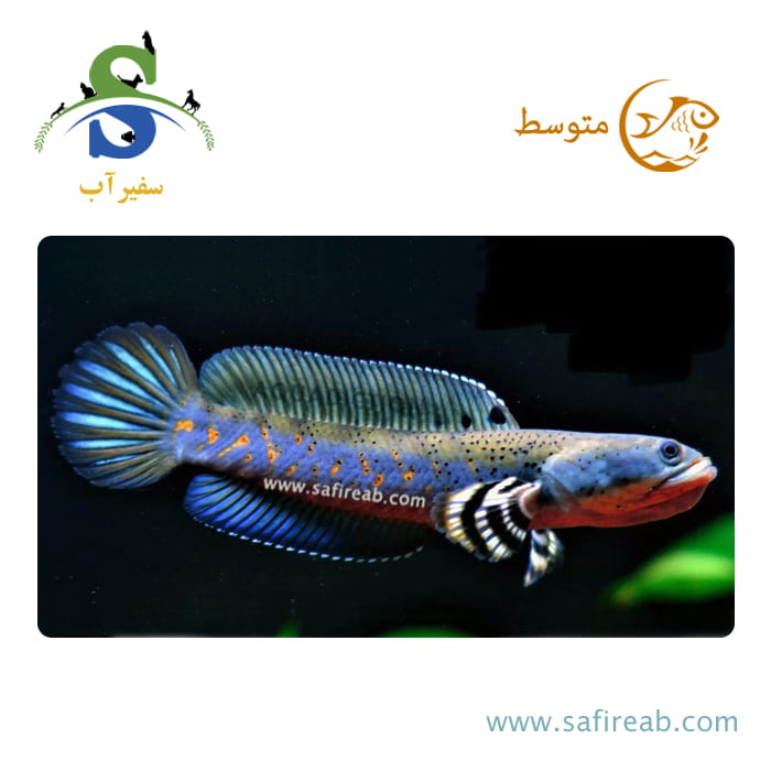 ماهی چانا بلو پالچرا