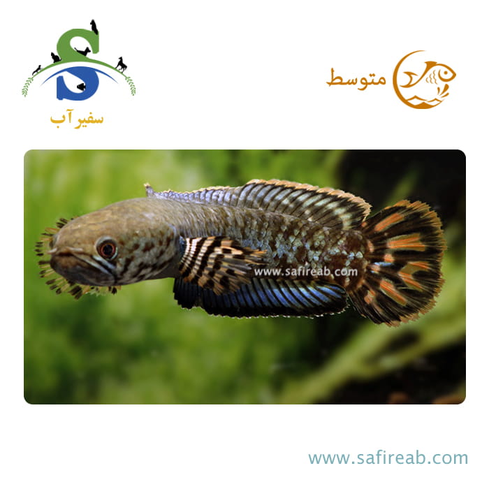 ماهی چانا بلهری