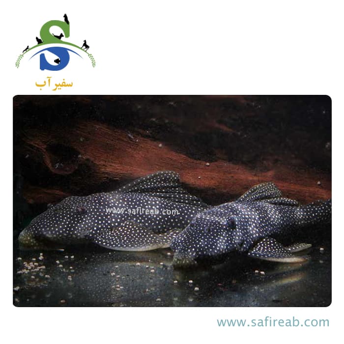 ماهی پلکو بلک رویال گلدی L253 - Image 2