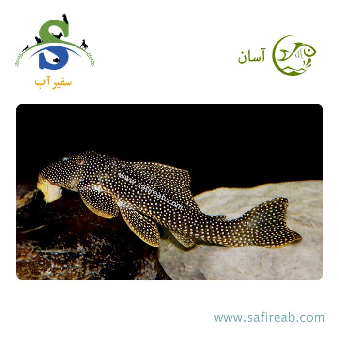 ماهی پلکو بلک رویال گلدی L253